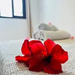 Lavitalsol Apartman Costa Adeje (Tenerife)
